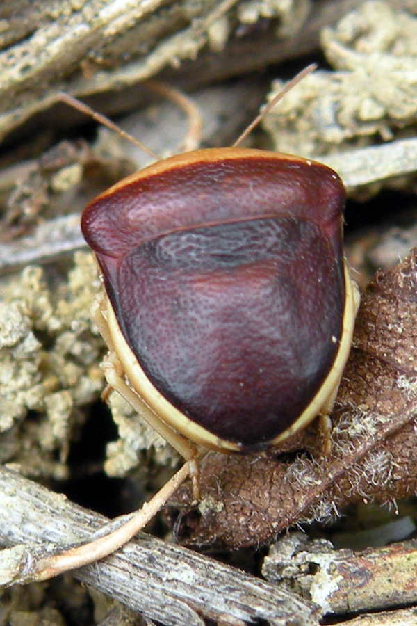 Ventocoris rusticus